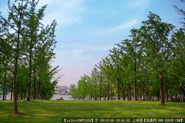 城市绿化管理中的道路景观与园林节点设计资料应用