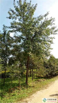 深耕绿色事业，吉林实验绿化集团北京通州二分公司 从苗木到城市的全链条服务