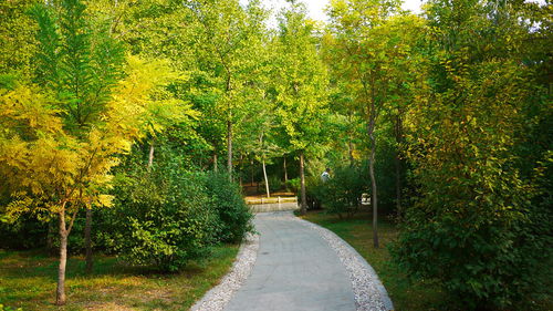 公园园林绿化工程施工全流程解析