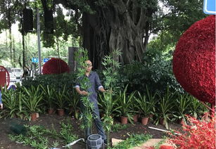 福州市园林局与监督站协同发力，以优质绿化献礼十九大