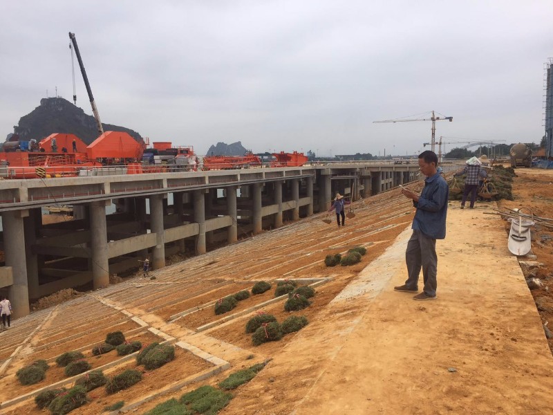 马尼拉草皮护坡工程与城市绿化管理 精细化施工与长效养护指南